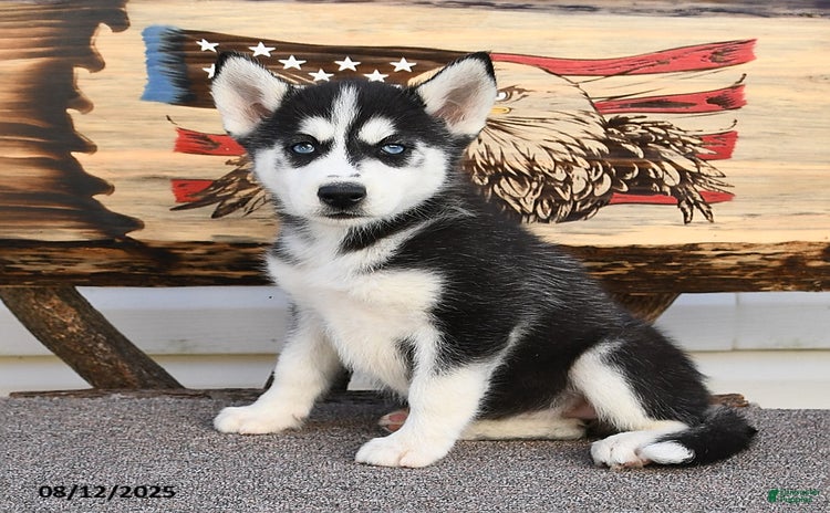 Siberian Husky dogs for sale - Ad 2