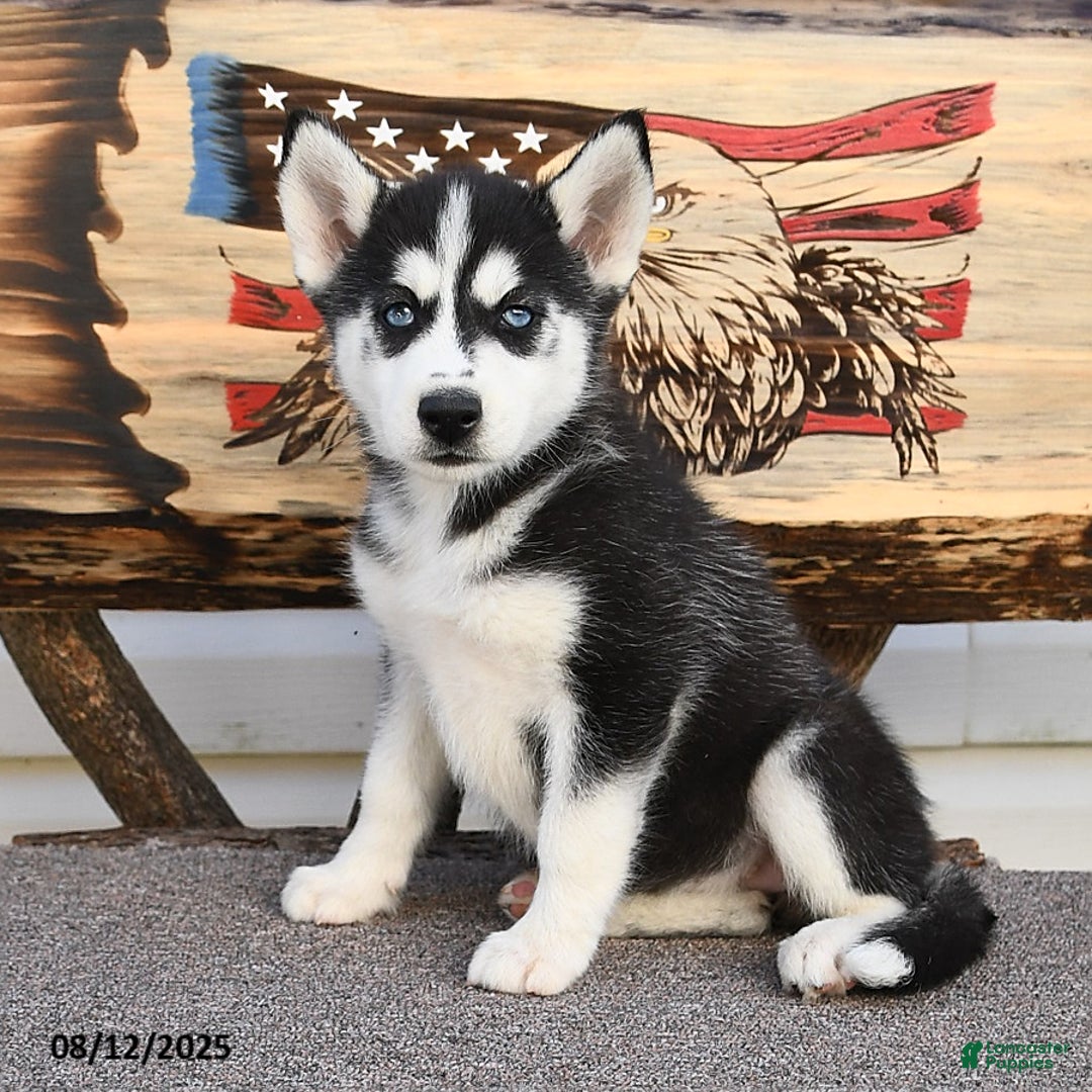 Siberian Husky dogs for sale: Reba - Image 1