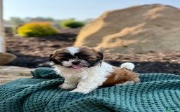 Shih Tzu dogs for sale: Ares - Image 6