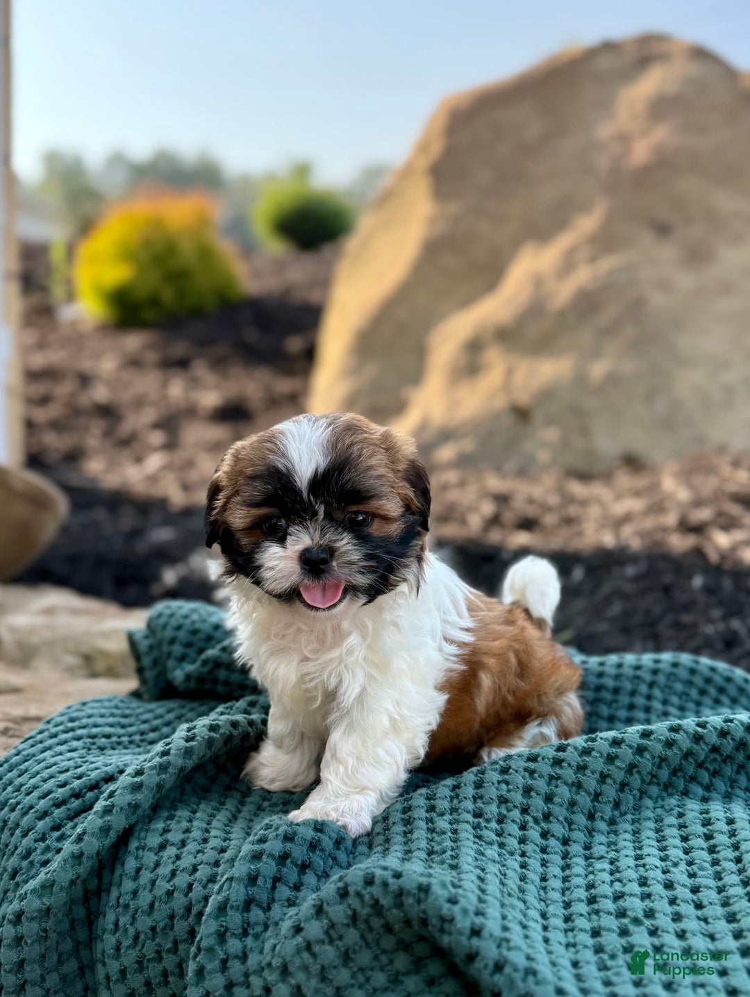 Shih Tzu dogs for sale: Ares - Image 6