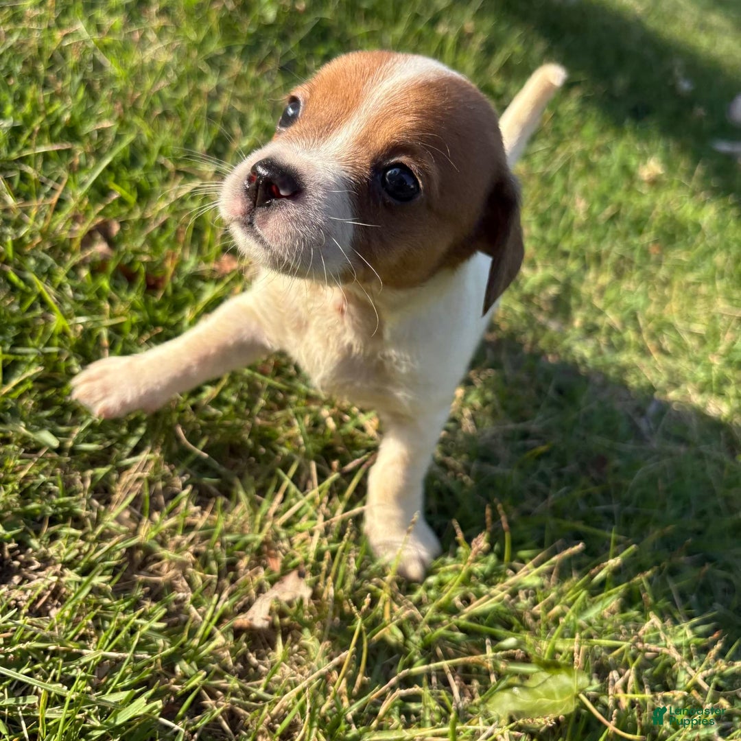 Jack Russell Terrier dogs for sale: Pete - Image 8