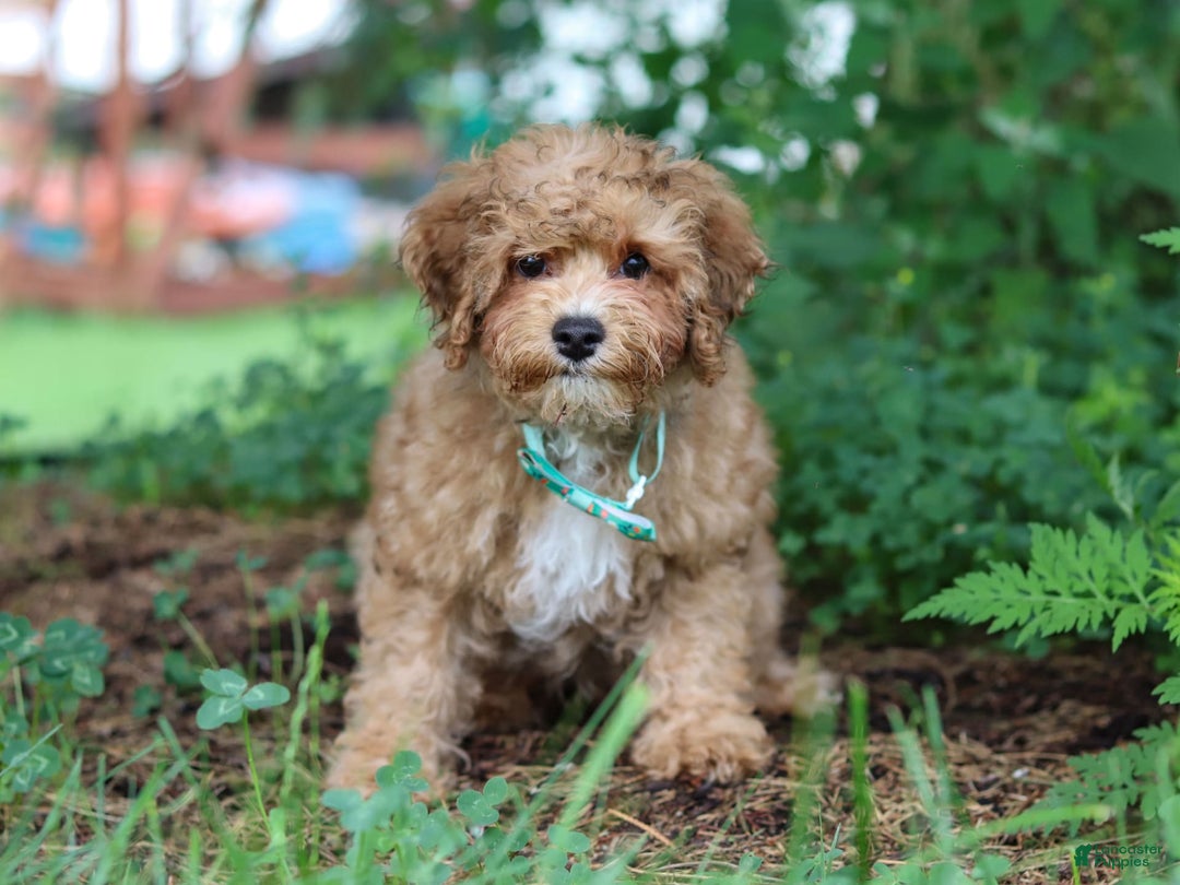Yorkiepoo dogs for sale: Max - Image 14