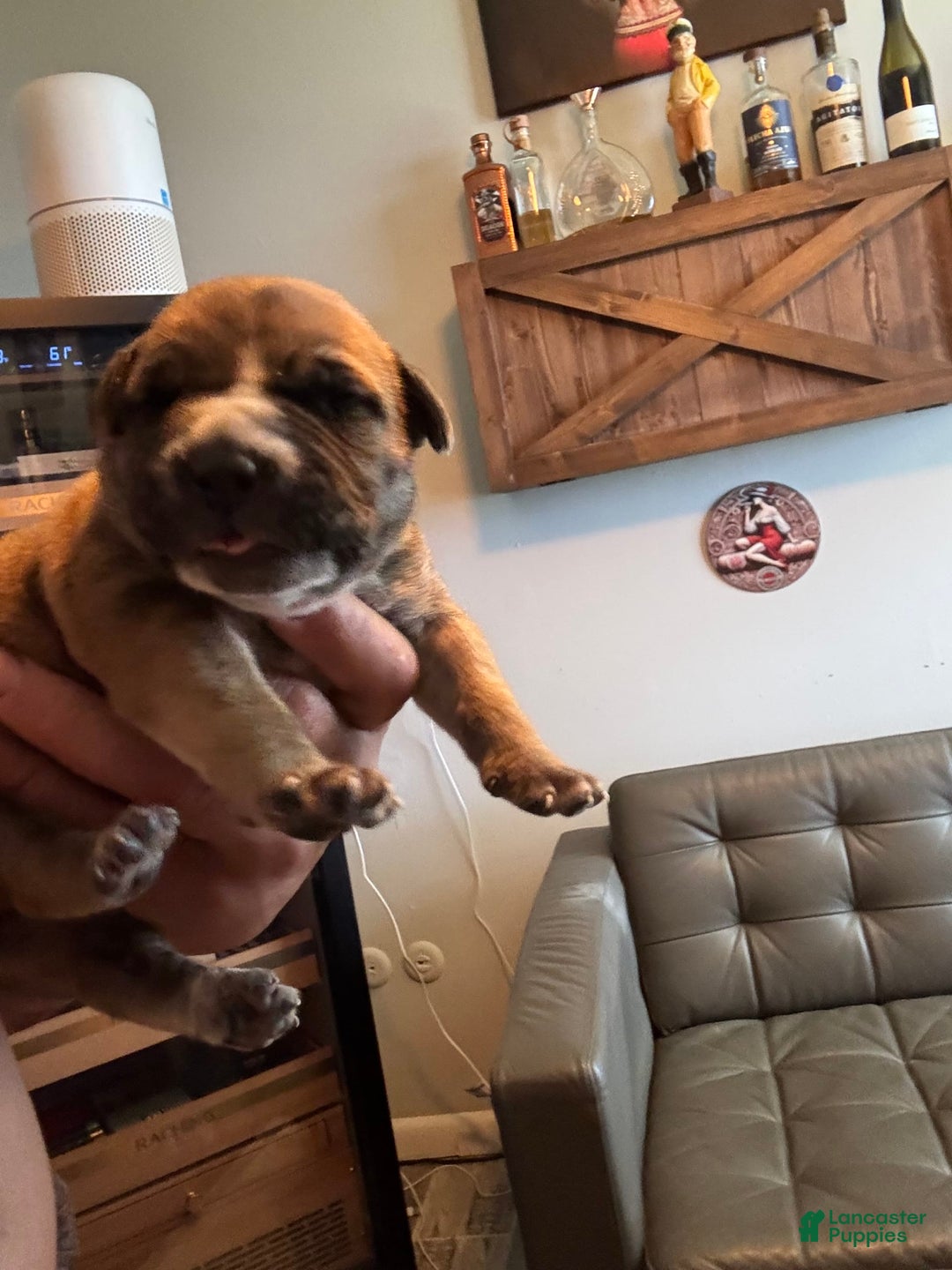 South African Boerboels dogs for sale: Rhino - Image 7