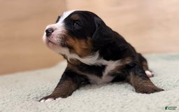 Bernedoodle dogs for sale: Prudence - Image 1