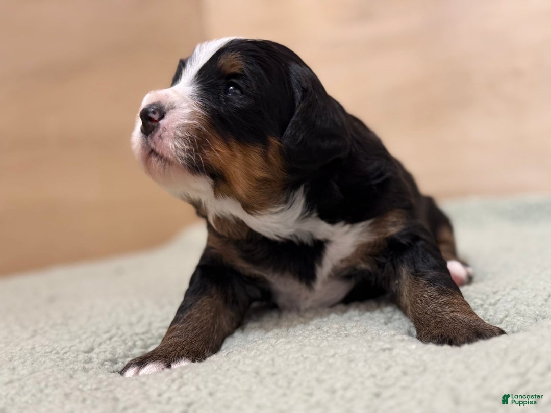Bernedoodle dogs for sale: Prudence - Image 1