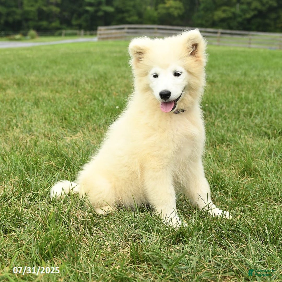 Samoyed dogs for sale: Daisy - Image 7