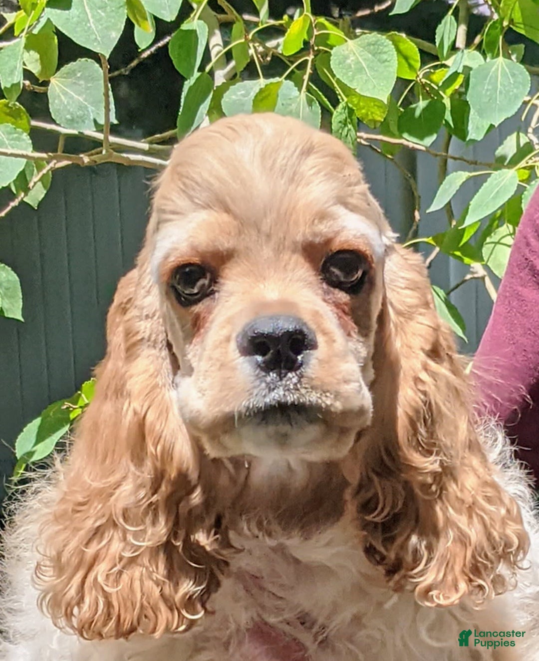 Cocker Spaniel dogs for sale: Daxx - Image 2