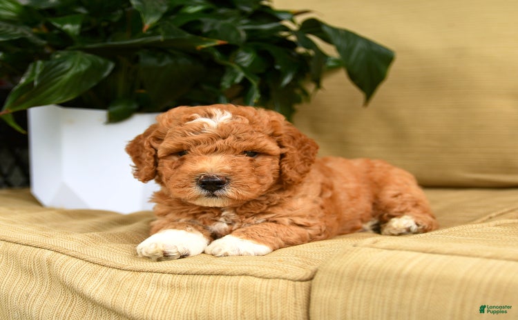 Mini Goldendoodle dogs for sale - Ad 1