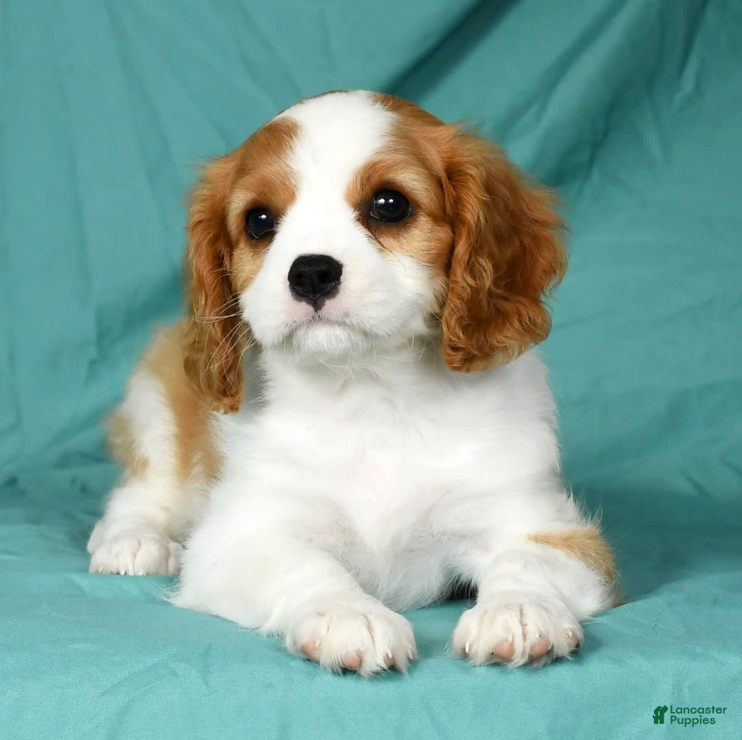 Cavalier King Charles Spaniel dogs for sale: Izzy - Image 4