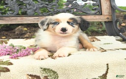 Miniature Australian Shepherd dogs for sale: Alex - Image 2