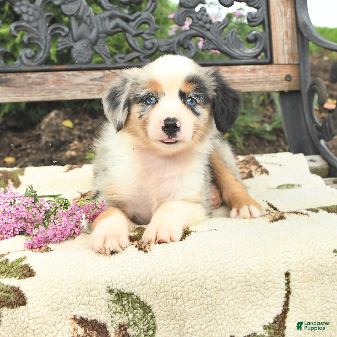 Miniature Australian Shepherd dogs for sale: Alex - Image 2