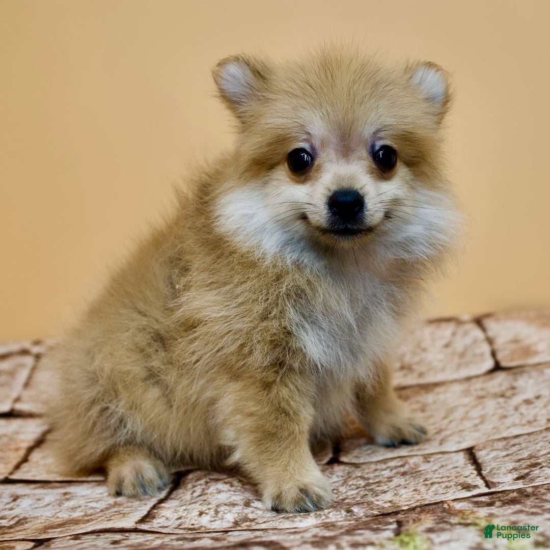 Pomeranian dogs for sale: Desiree - Image 11