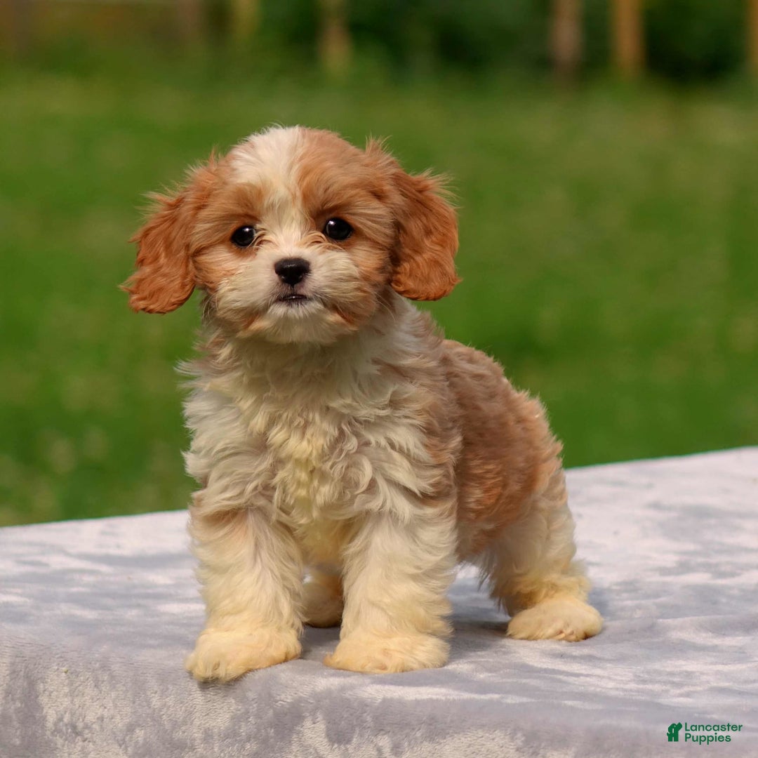 Cavachon dogs for sale: Andre - Image 1