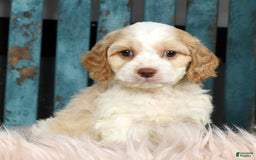 Cavapoo dogs for sale: Tinker - Image 6