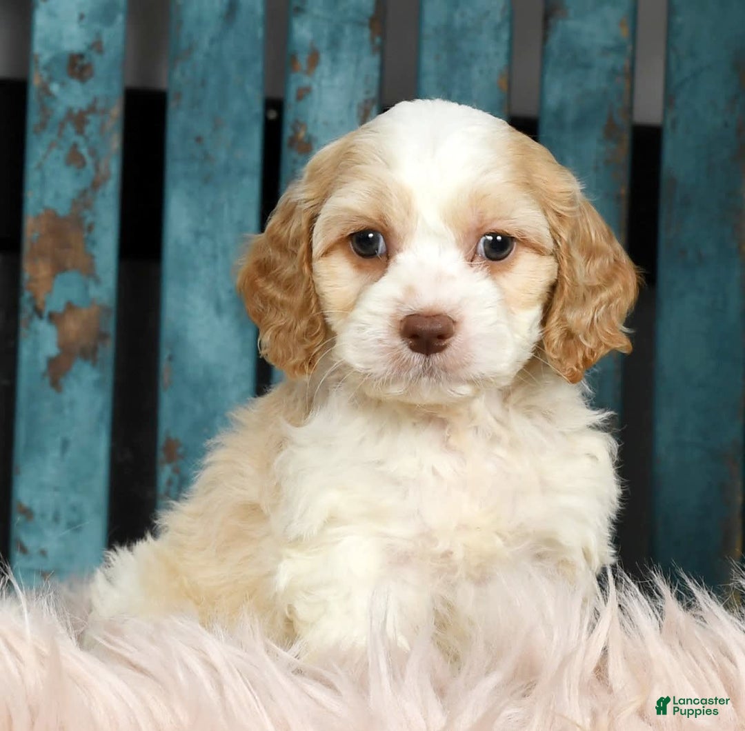 Cavapoo dogs for sale: Tinker - Image 6