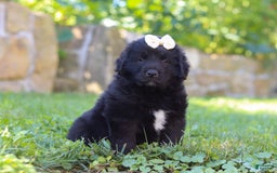 Newfoundland dogs for sale: Nala - Image 8