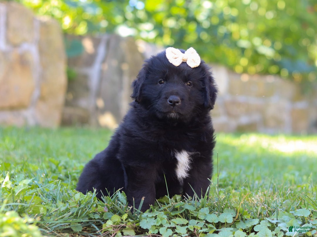 Newfoundland dogs for sale: Nala - Image 8