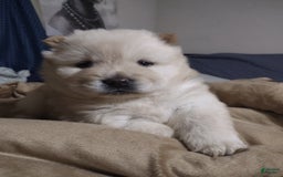 Chow Chow dogs for sale: Zoe - Image 1