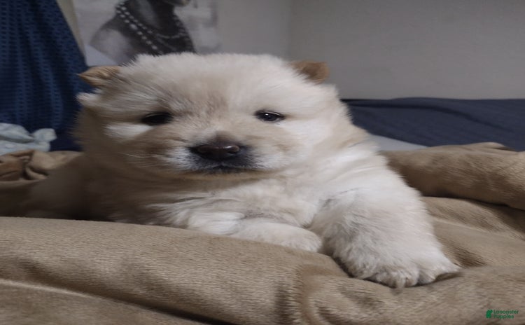 Chow Chow dogs for sale - Ad 1