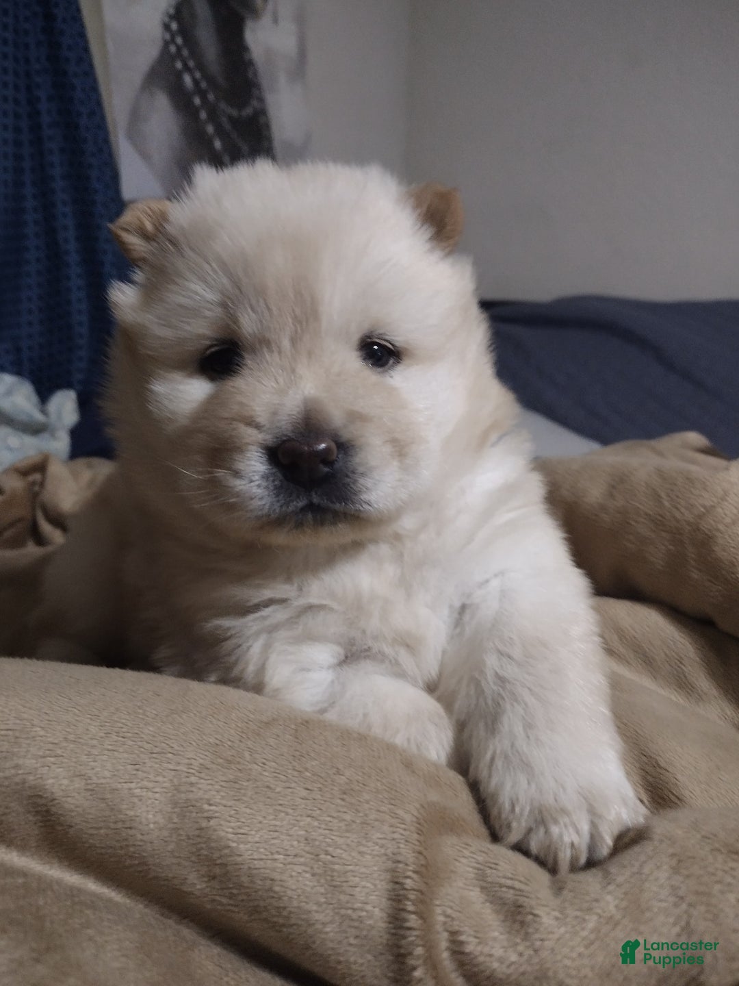 Chow Chow dogs for sale: Zoe - Image 1