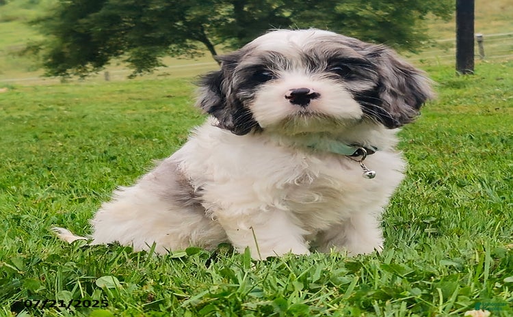 Cavapoo dogs for sale - Ad 2