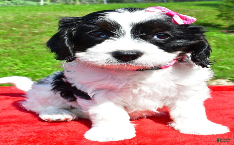 Cavapoo dogs for sale - Ad 2
