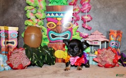 Chihuahua dogs for sale: Ventura - Image 5