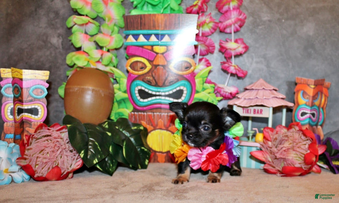 Chihuahua dogs for sale: Ventura - Image 5