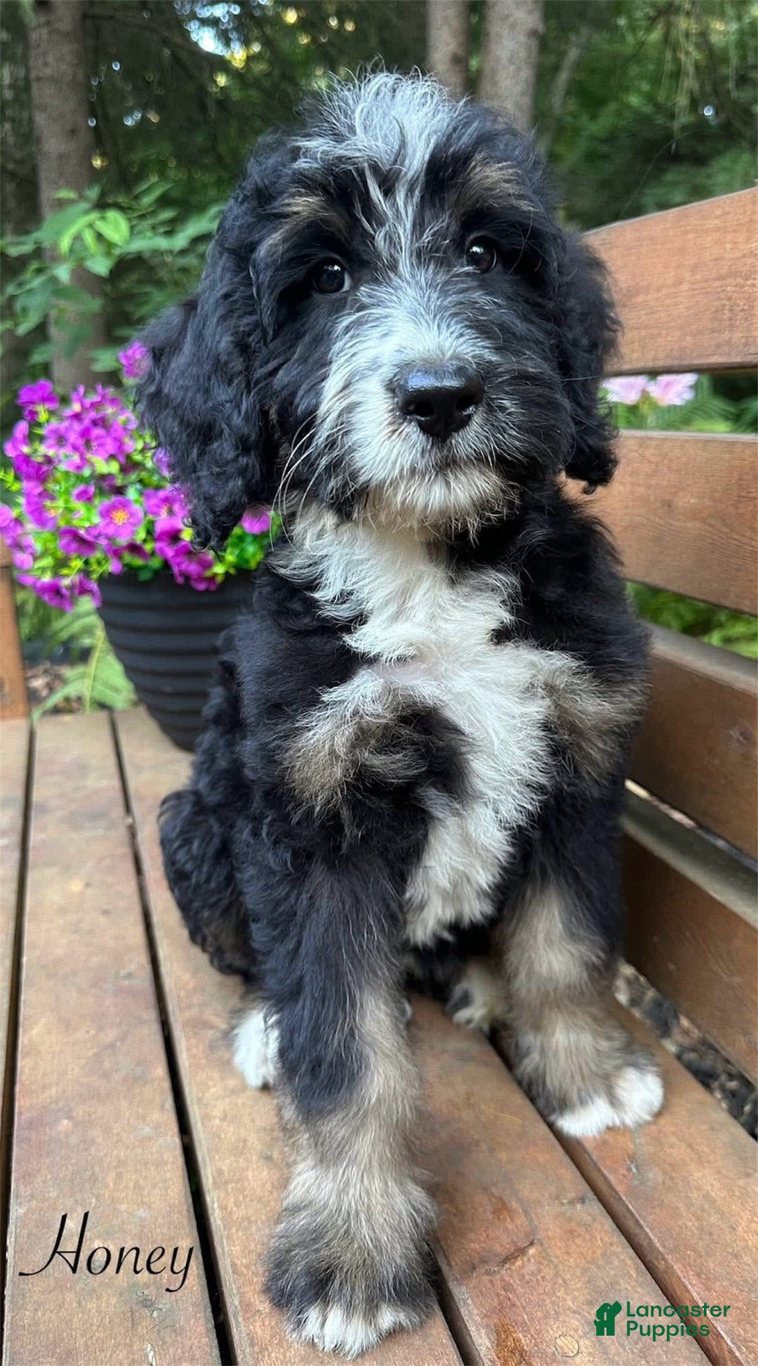 Bernedoodle dogs for sale: Honey - Image 1