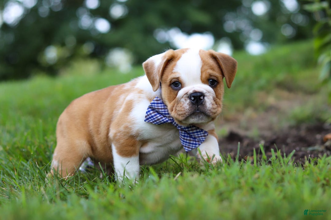 Beabull dogs for sale: Odell - Image 4