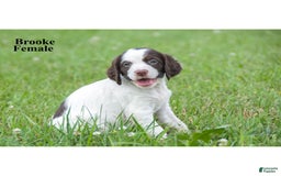 Brittany Spaniel dogs for sale: Brooke - Image 2