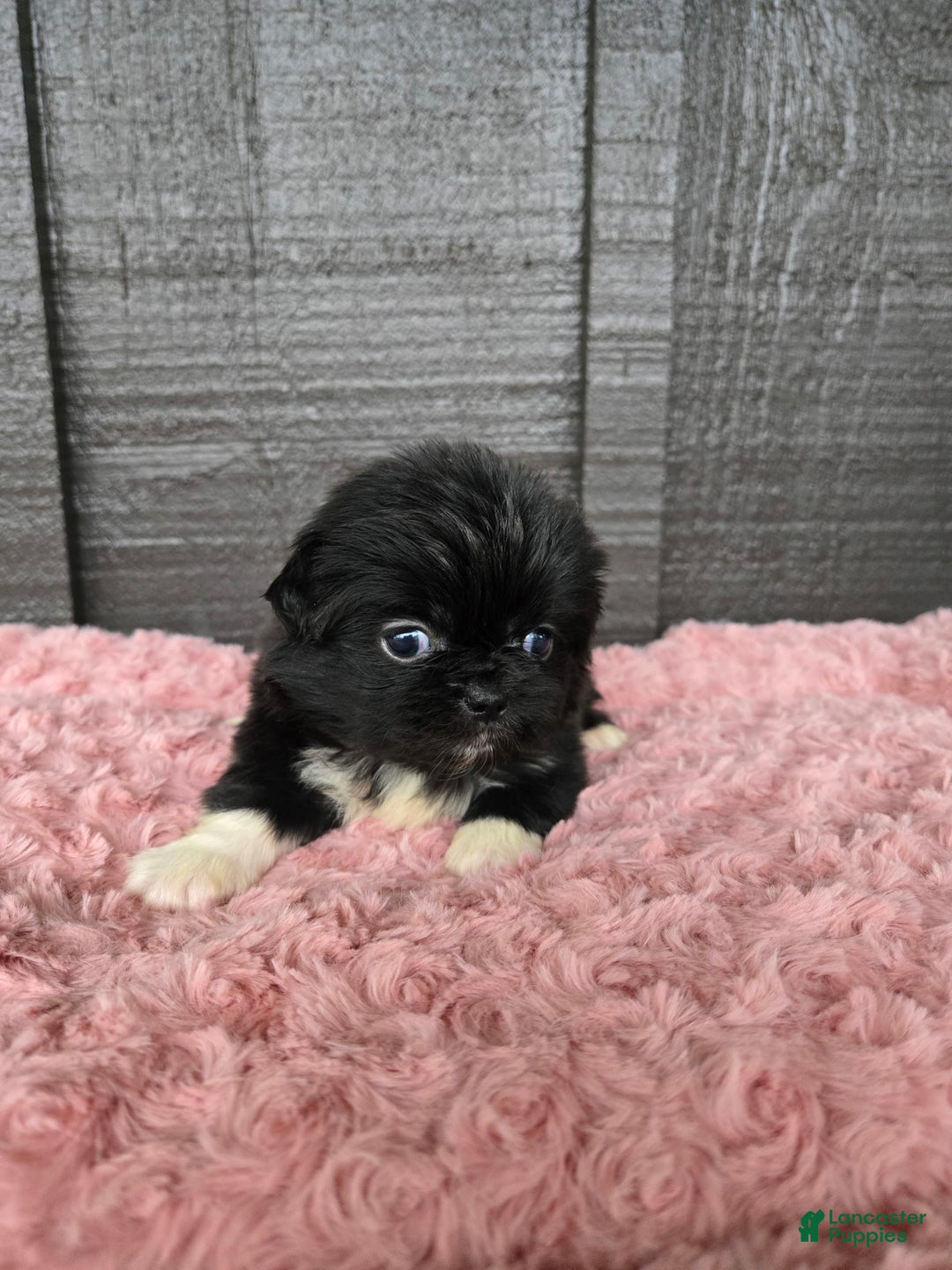 Pekingese dogs for sale: Carrie - Image 7