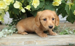 Miniature Dachshund dogs for sale: Miniature Dachshund 4 puppies - Image 3