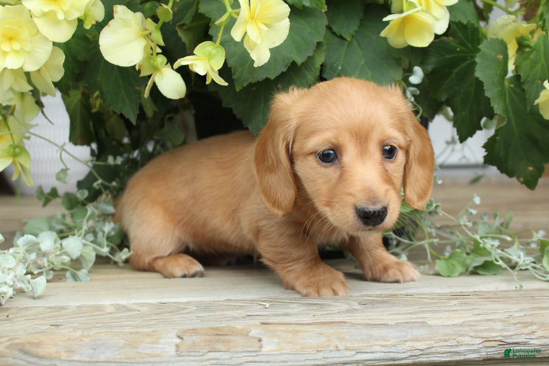 Miniature Dachshund dogs for sale: Miniature Dachshund 4 puppies - Image 3