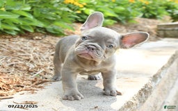 Frenchton dogs for sale: Reuben - Image 3