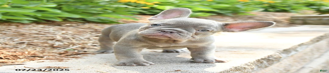 Reuben