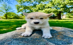 categoriesInfo:categoryAttributeOptions.pets.dogs.breed.akita dogs for sale: Champ - Image 24