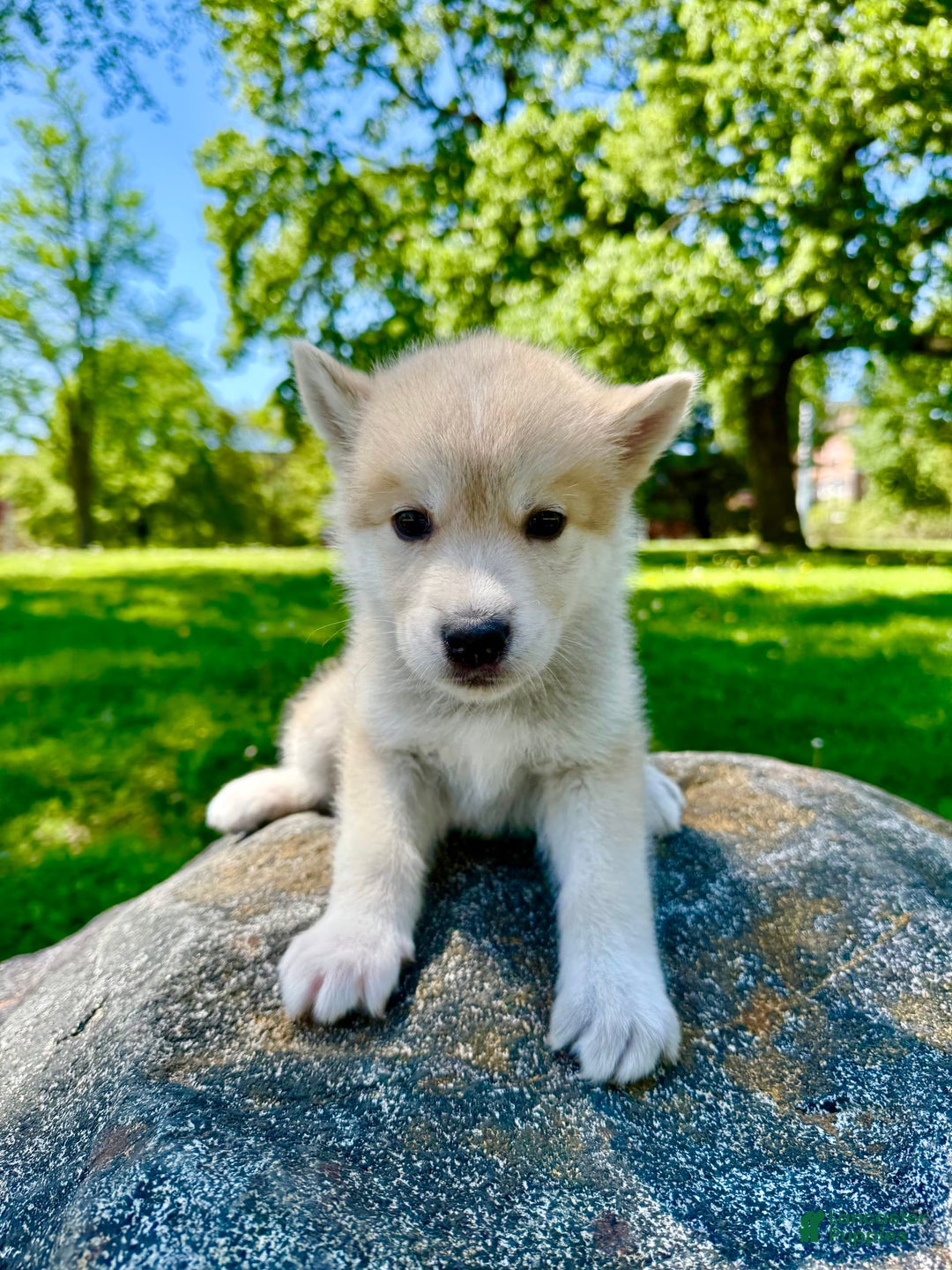 categoriesInfo:categoryAttributeOptions.pets.dogs.breed.akita dogs for sale: Champ - Image 24