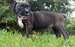 Boxer dogs for sale: Jalissa - Image 1
