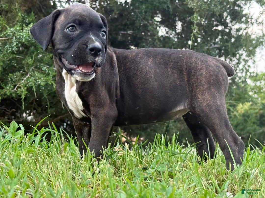 Boxer dogs for sale: Jalissa - Image 1