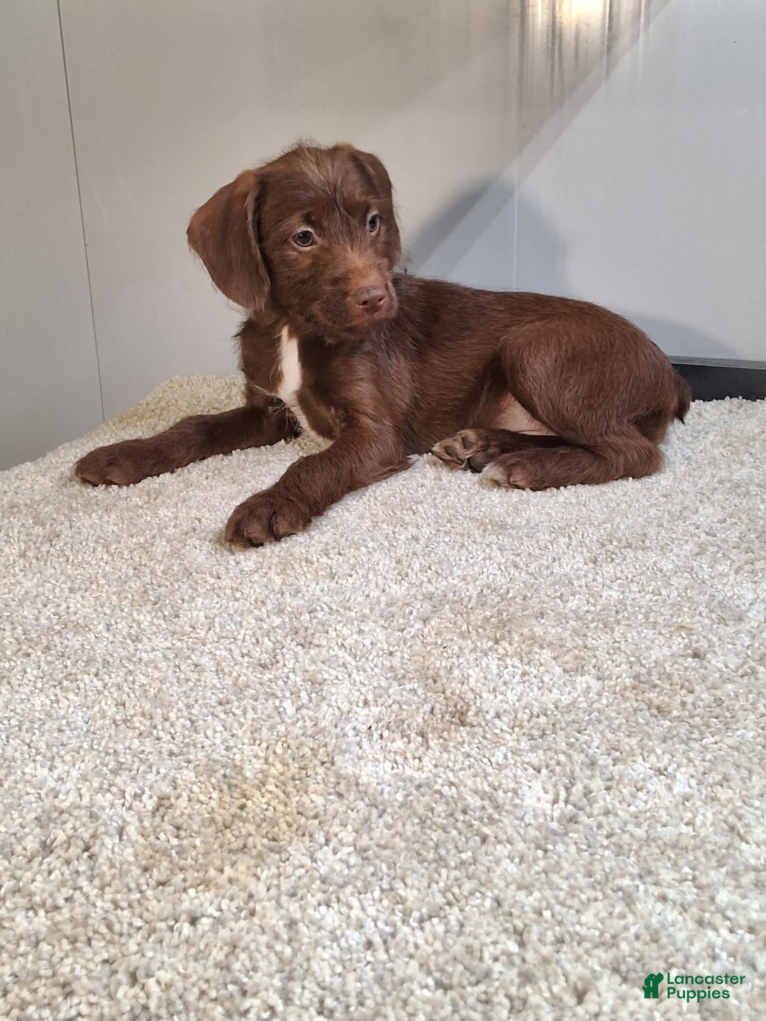 Jackapoo dogs for sale: Fudge - Image 1