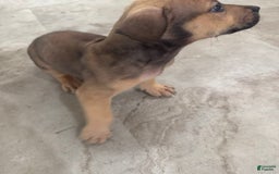 South African Boerboels dogs for sale: Nova - Image 10
