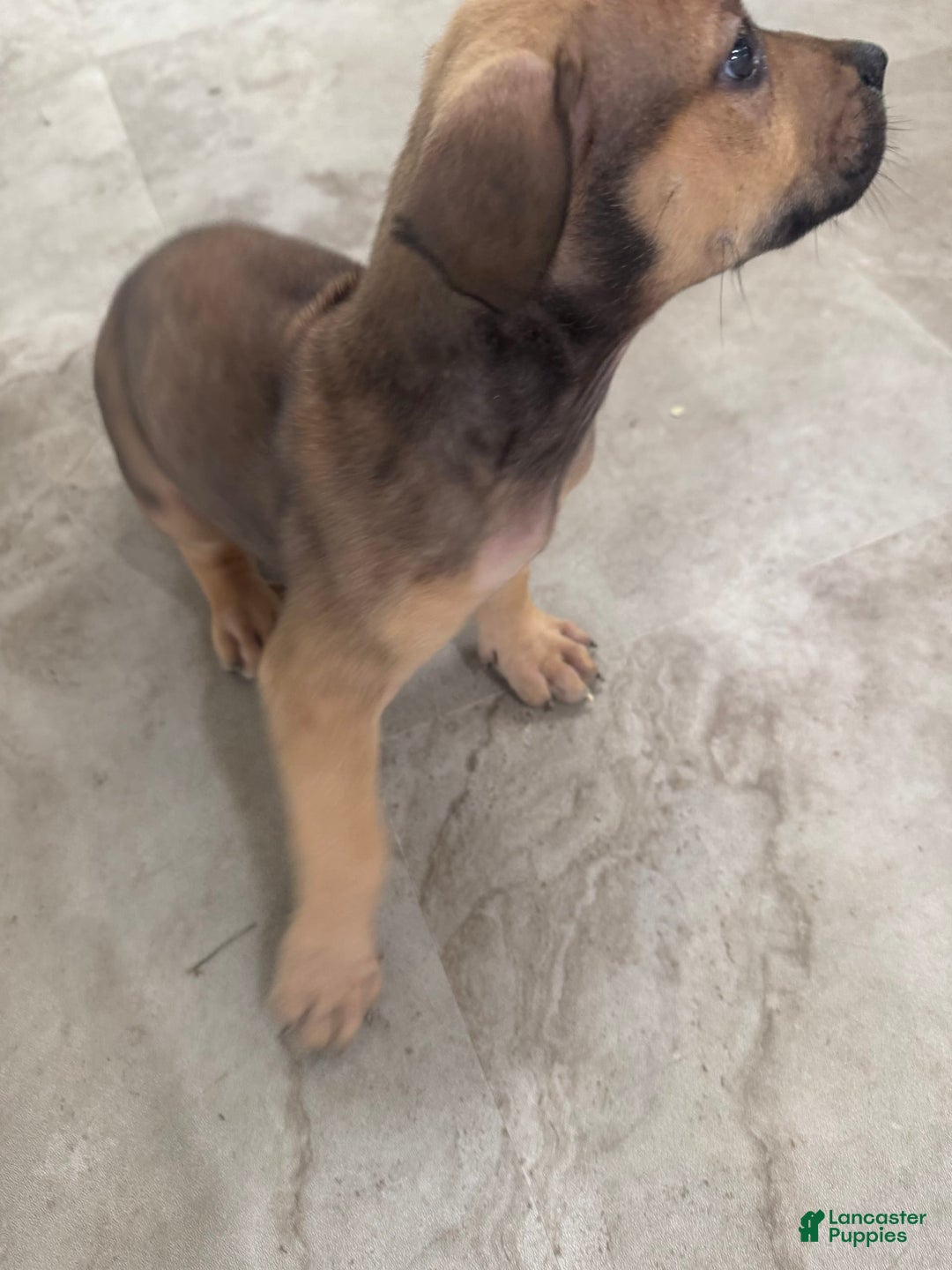 South African Boerboels dogs for sale: Nova - Image 10
