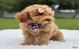 Mini Goldendoodle dogs for sale: Amara - Image 6