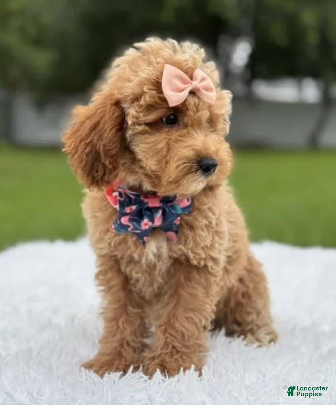 Mini Goldendoodle dogs for sale: Amara - Image 6