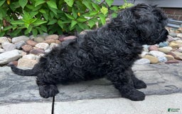 Portuguese Water Dog dogs for sale: Duke - Image 3