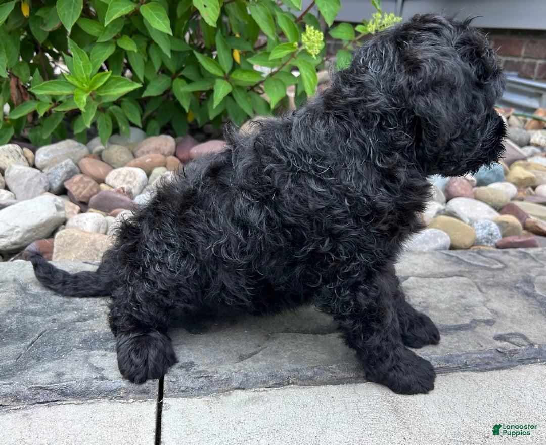 Portuguese Water Dog dogs for sale: Duke - Image 3