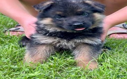 German Shepherd dogs for sale: Lavender collar - Image 2