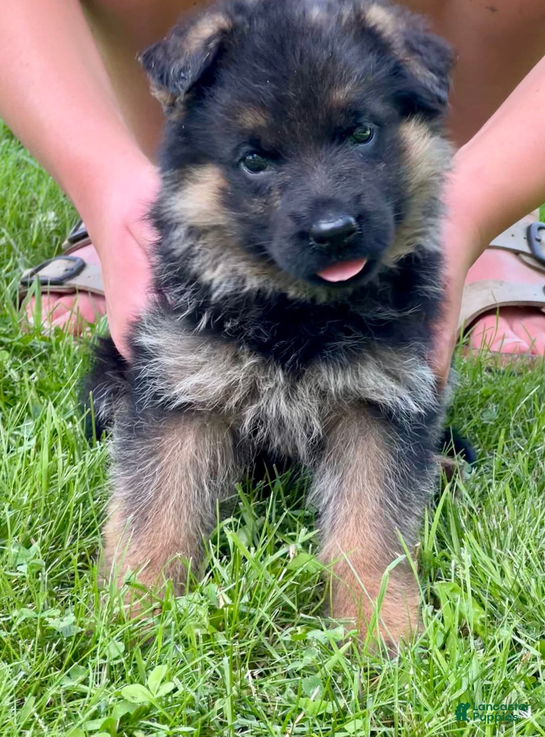 German Shepherd dogs for sale: Lavender collar - Image 2