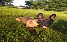Belgian Malinois dogs for sale: Sierra - Image 3